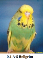 WS-Babys 2011